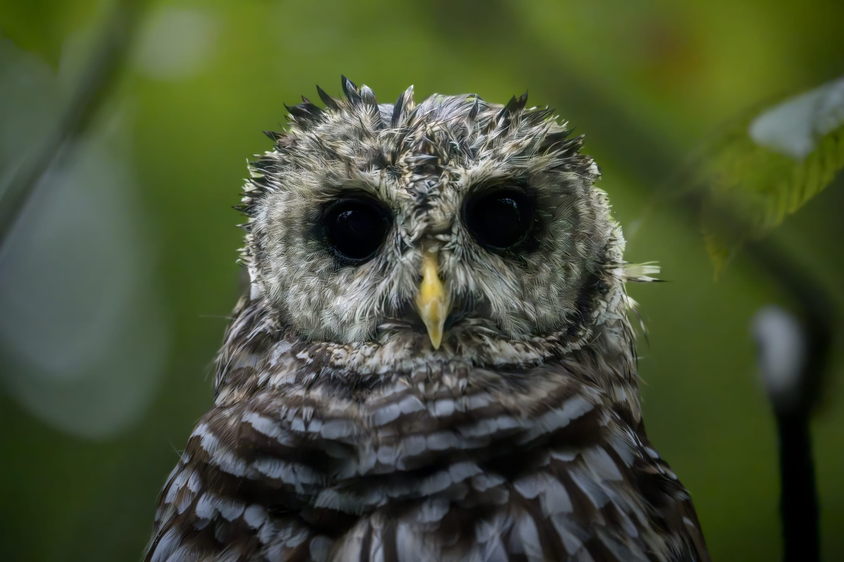 A barred owl facing the camera, framed by leaves