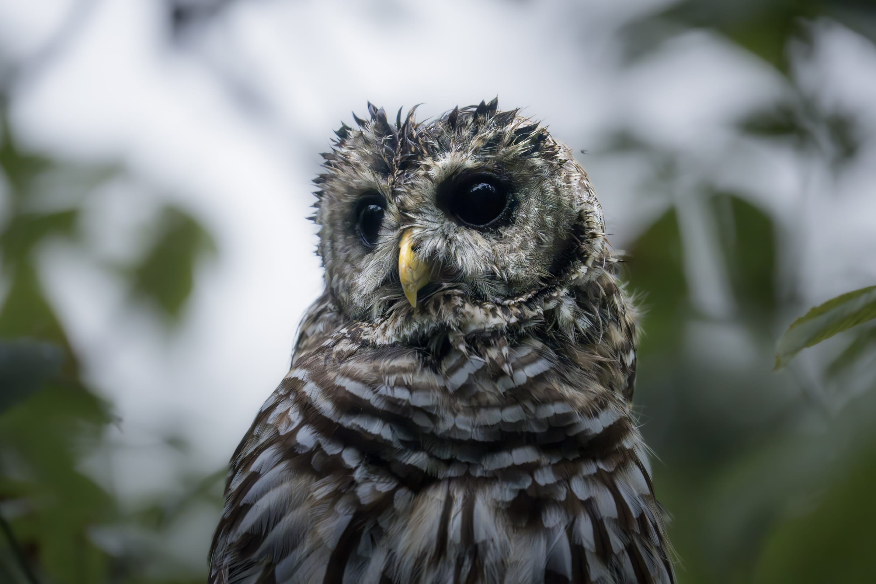 A barred owl turning its head among the leaves