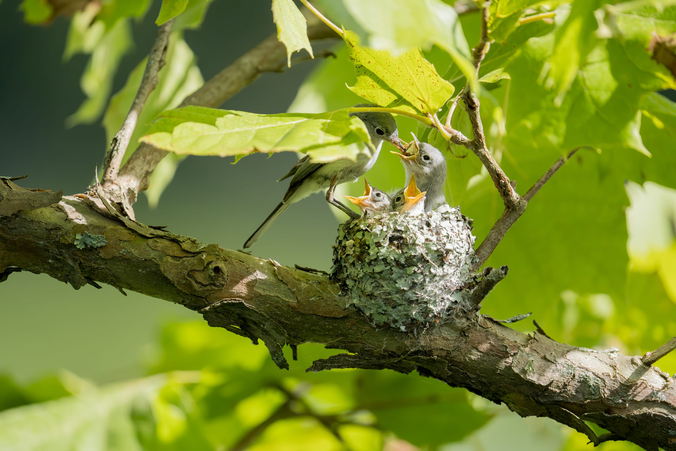 A parent bird feeding nestlings at a lichen-covered nest