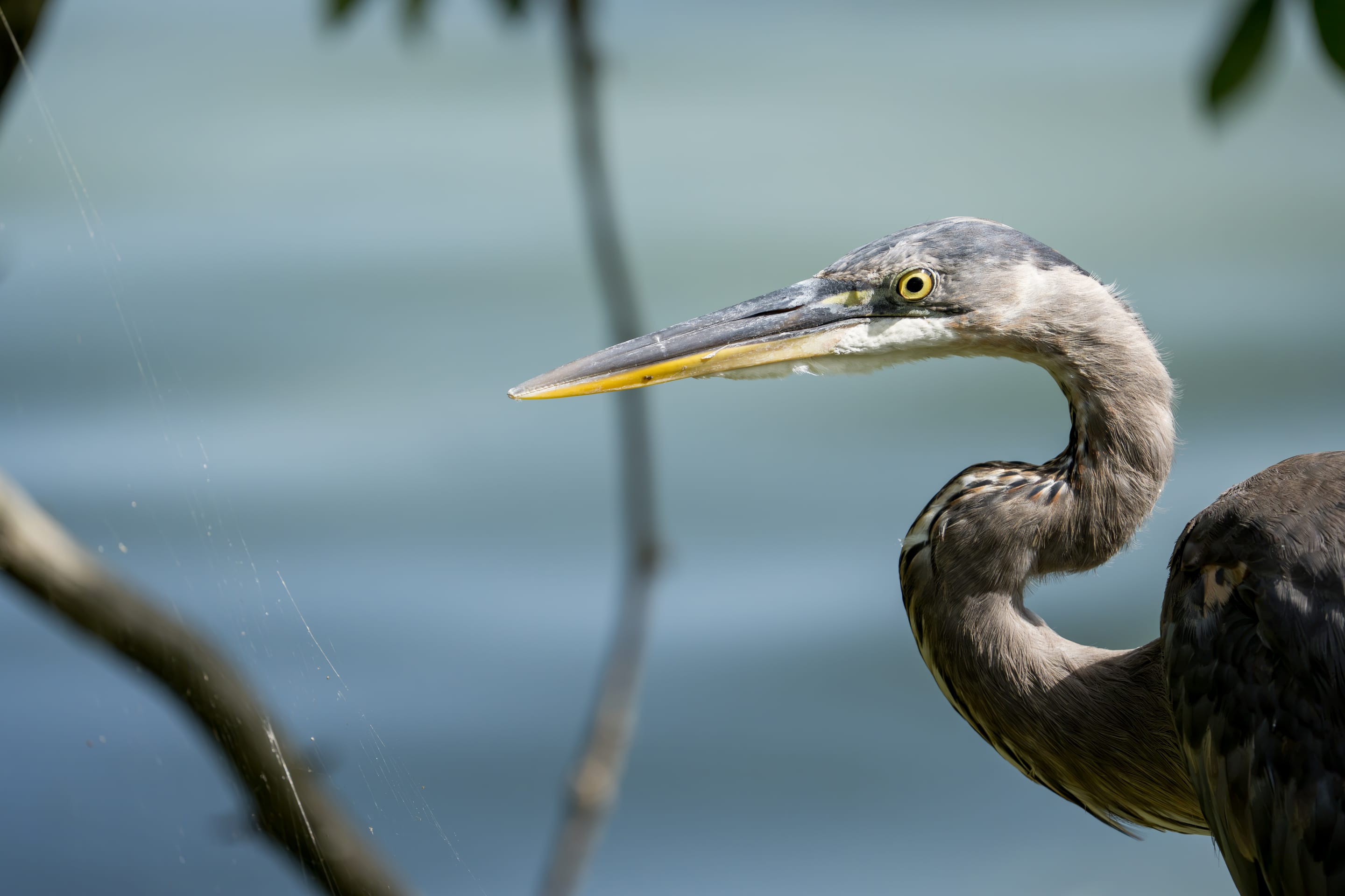 A great blue heron’s head and beak against still water