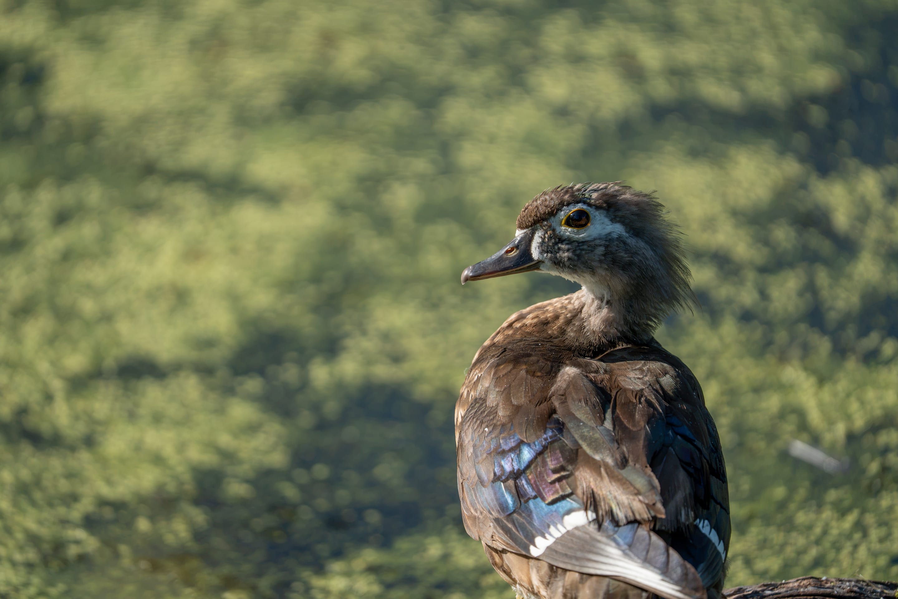 Wood duck