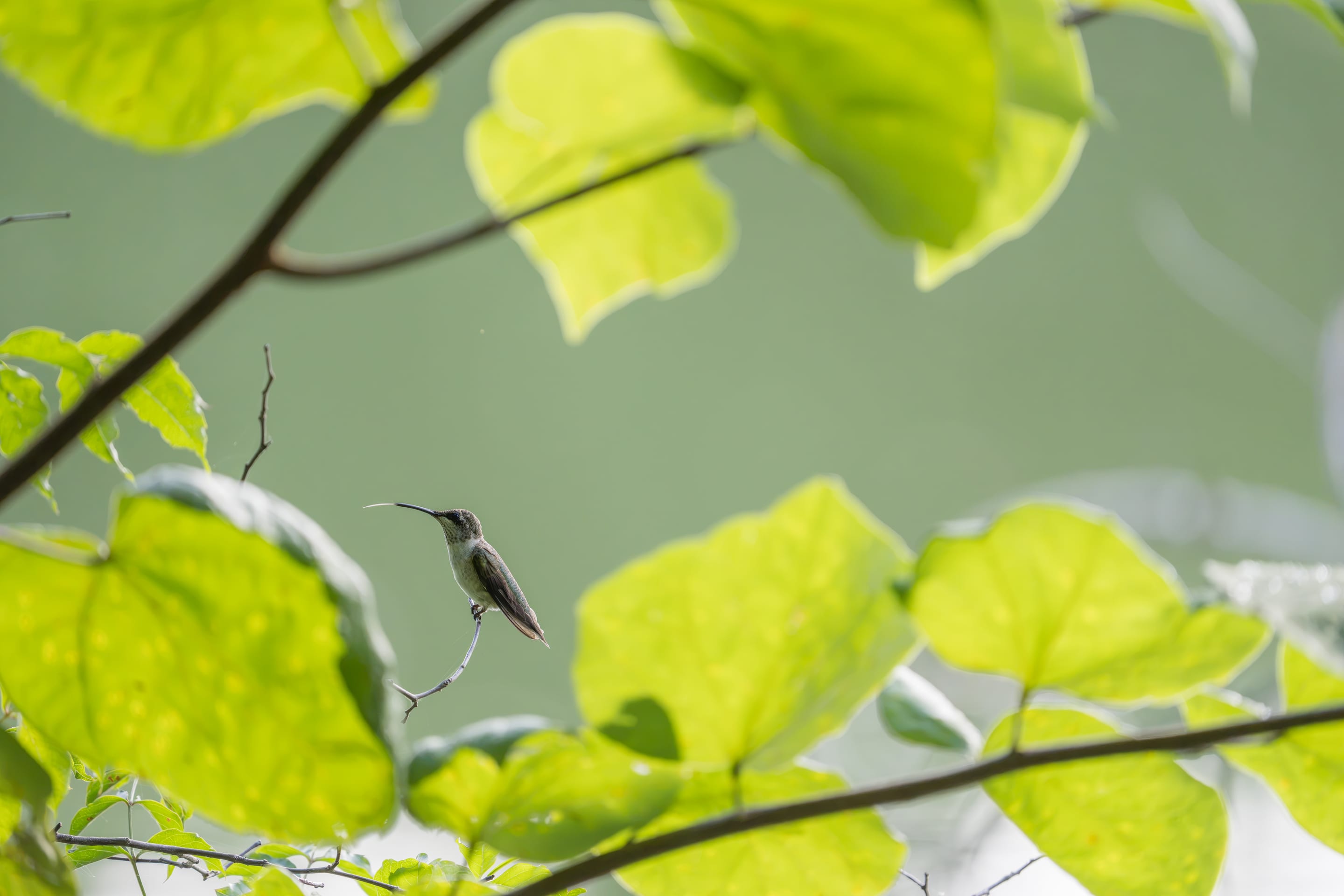 A hummingbird hovering among bright sunlit leaves