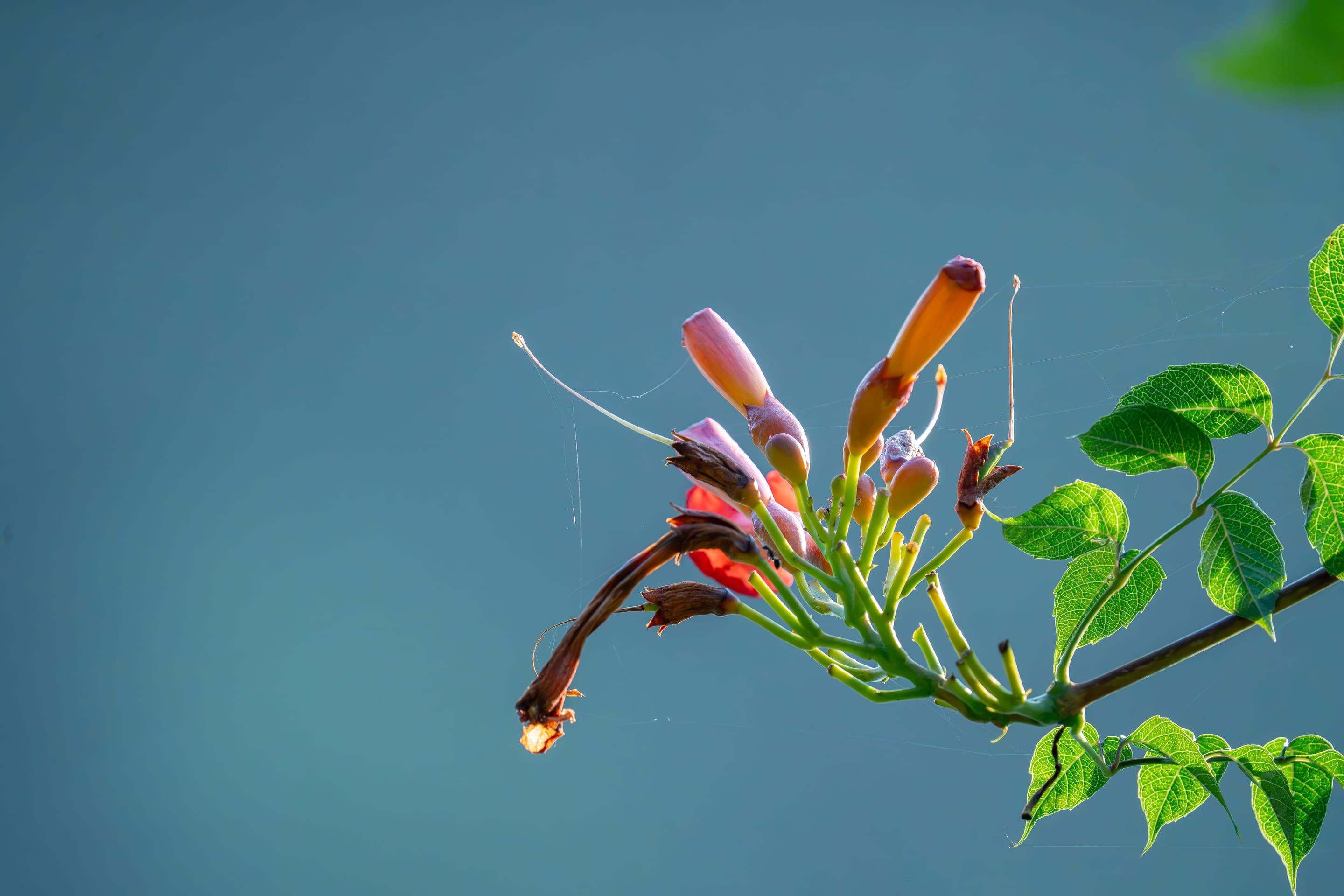 Trumpet vine in bloom against still water