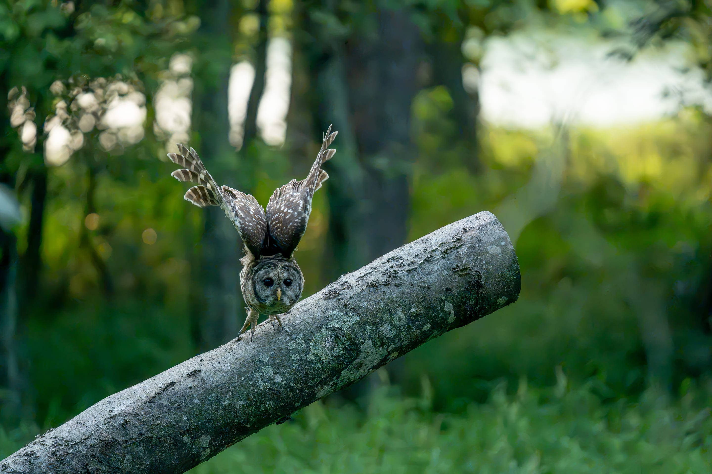 An owl perched on a fallen log with wings raised
