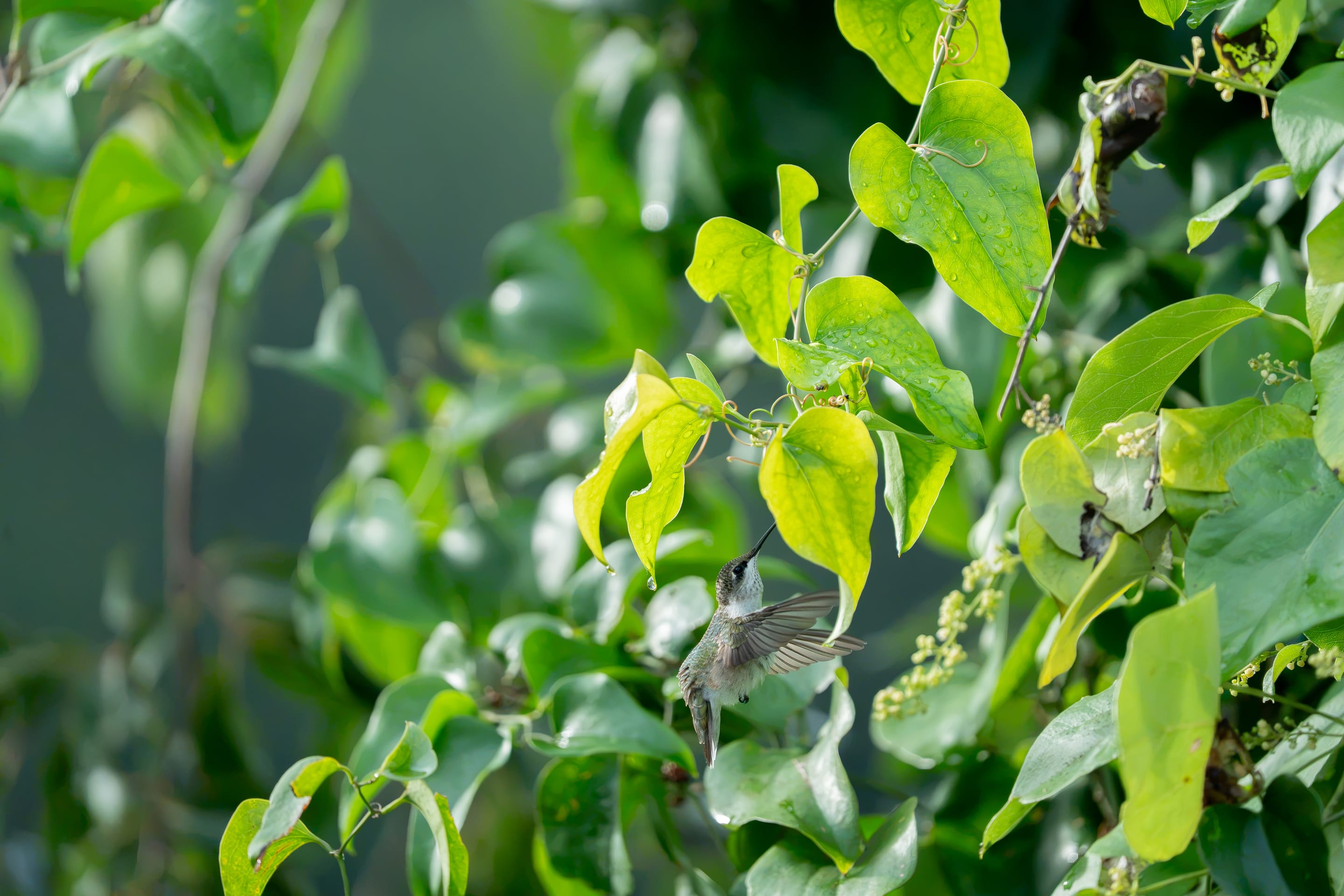 Hummingbird among the leaves