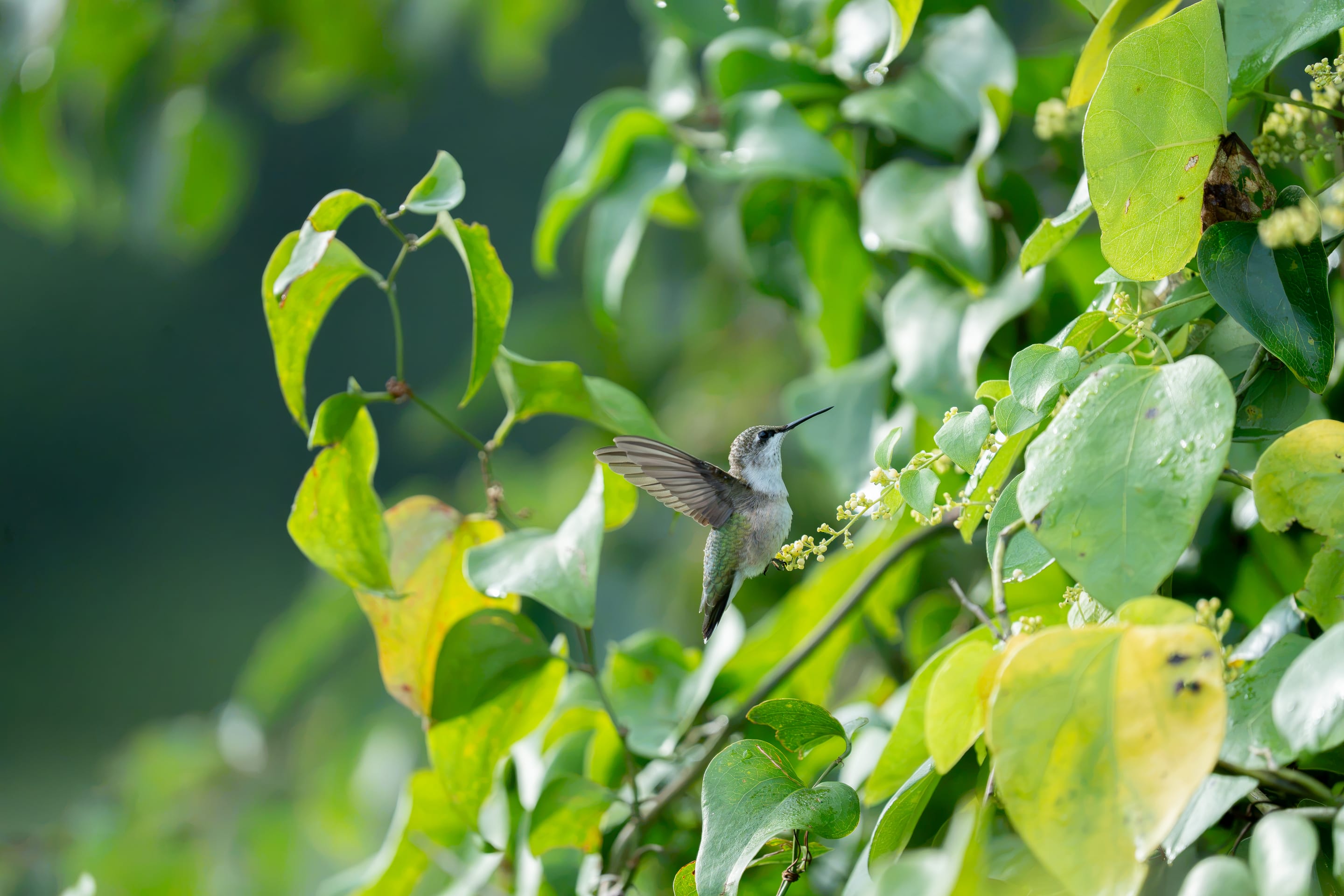 Hummingbird, perched