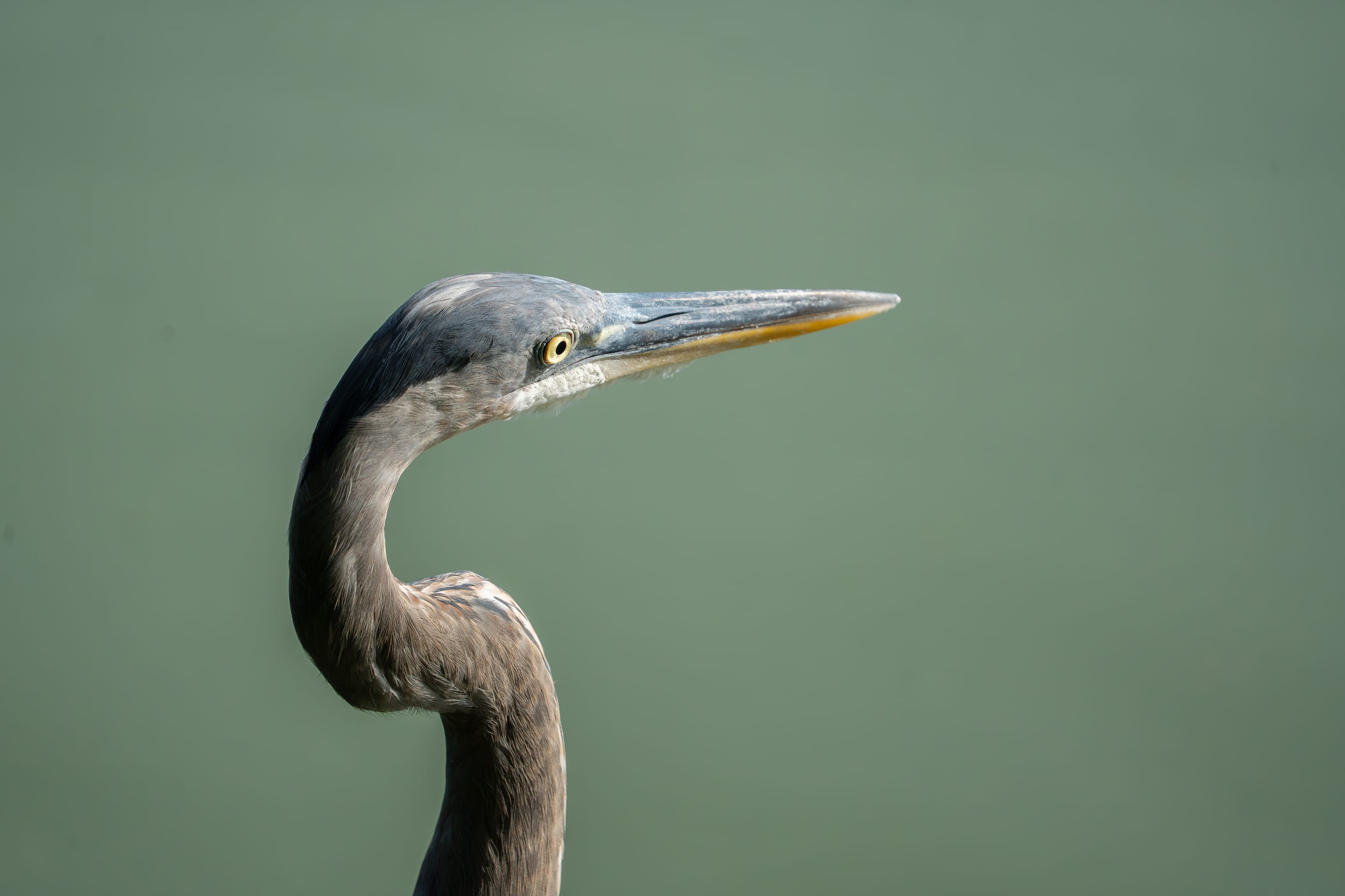 A great blue heron in profile against soft green water