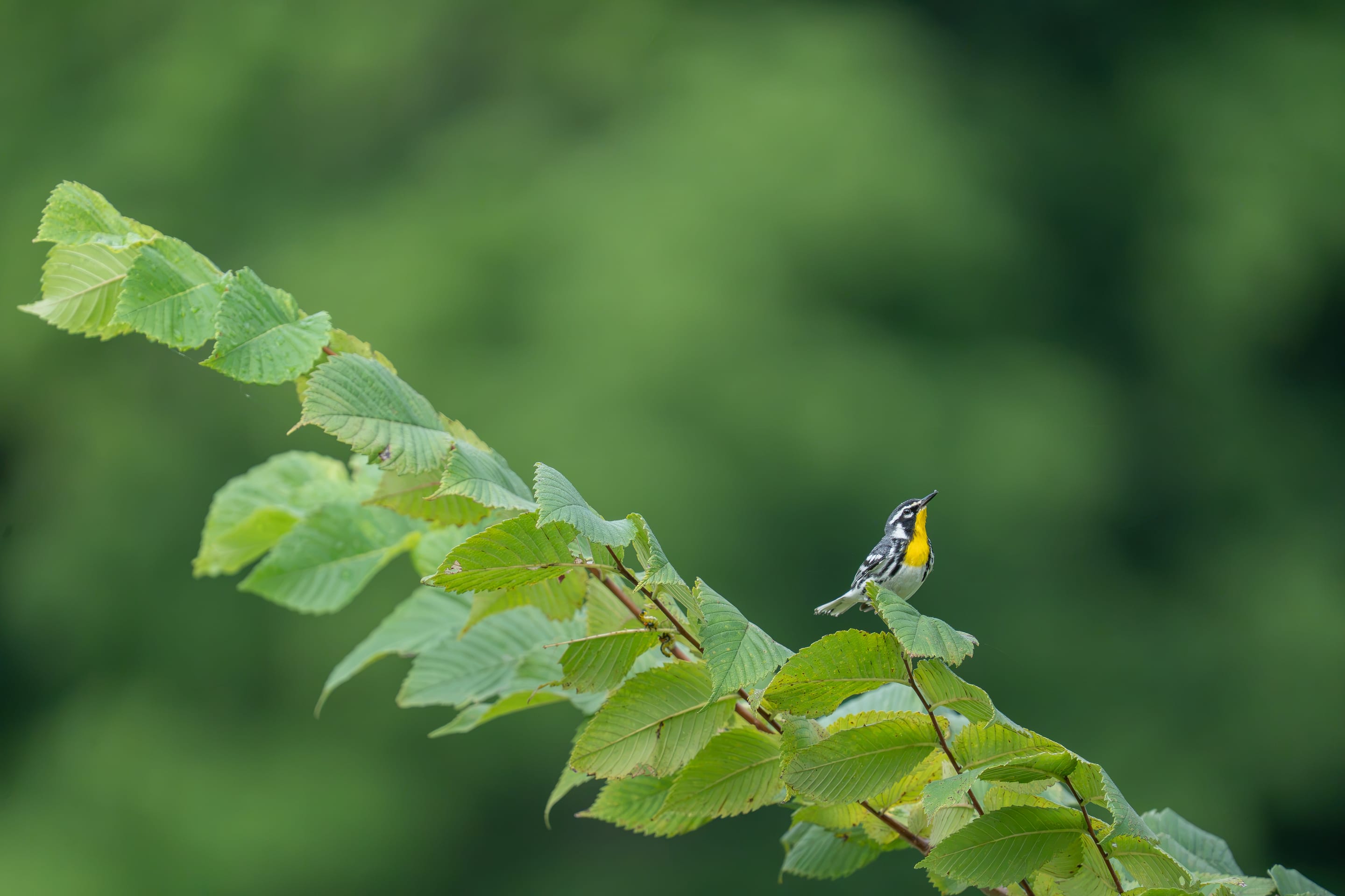 Warbler in the elm