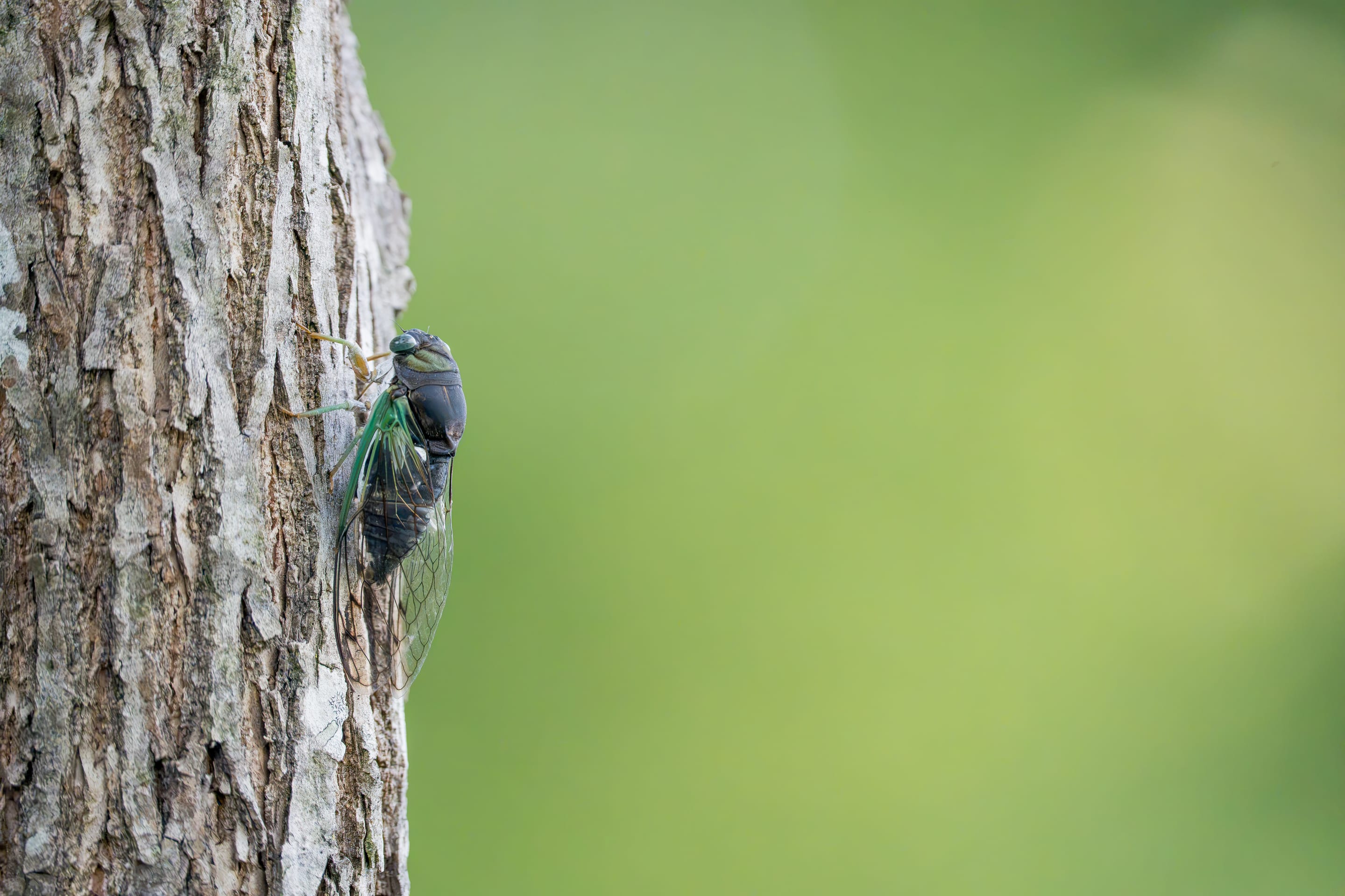 A woodpecker clinging to the trunk of a tree