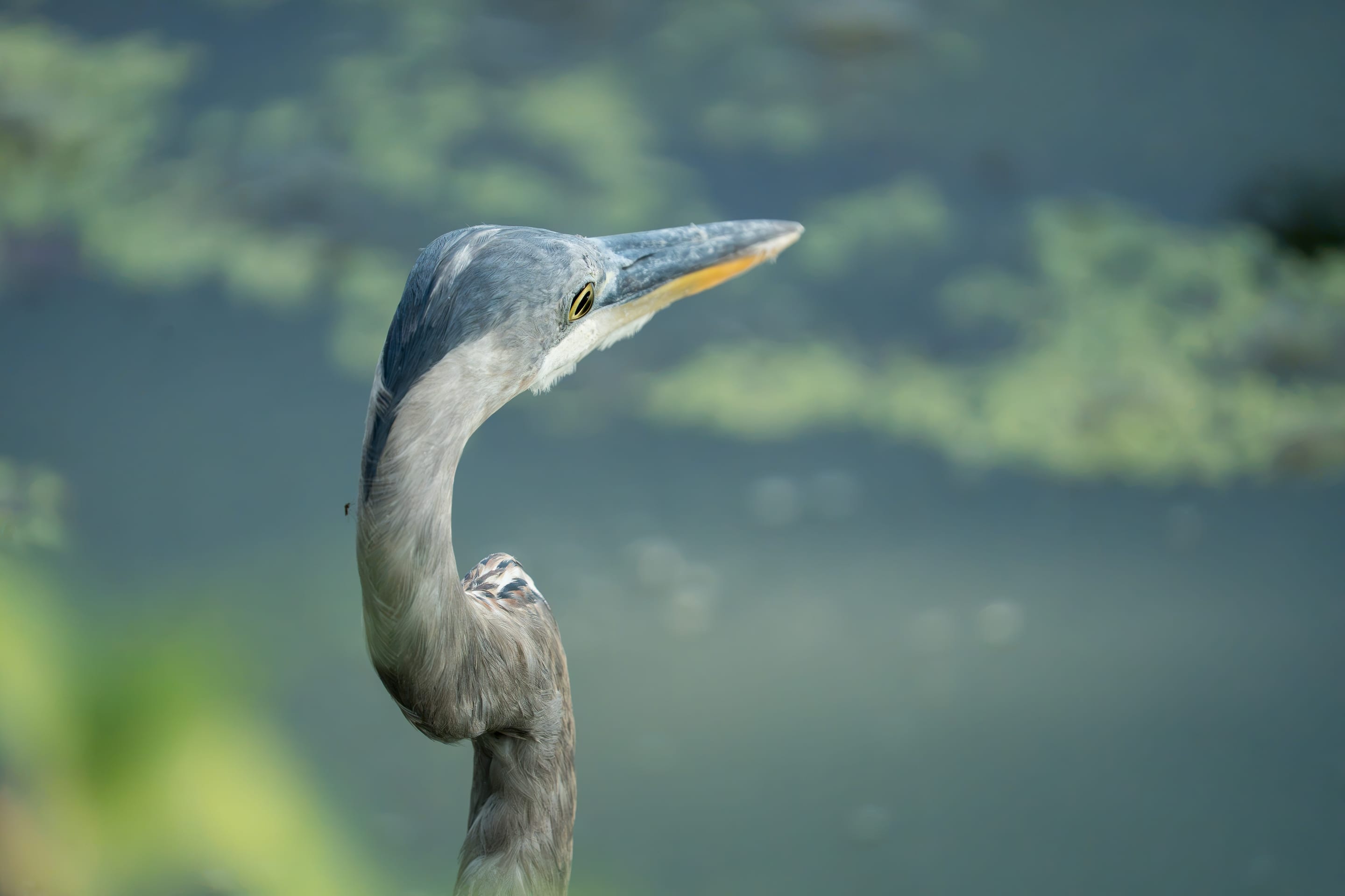 Heron, standing